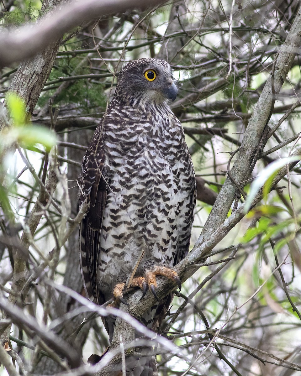 Powerful Owl - Stephen Murray