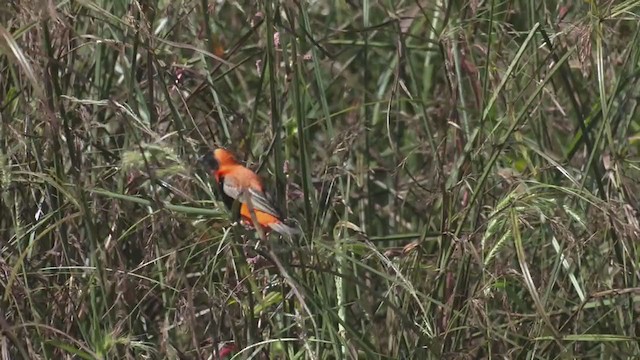 Southern Red Bishop - ML214106661