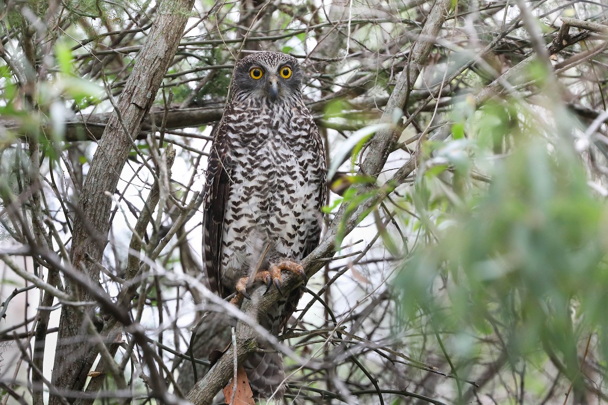 Powerful Owl - ML214107161