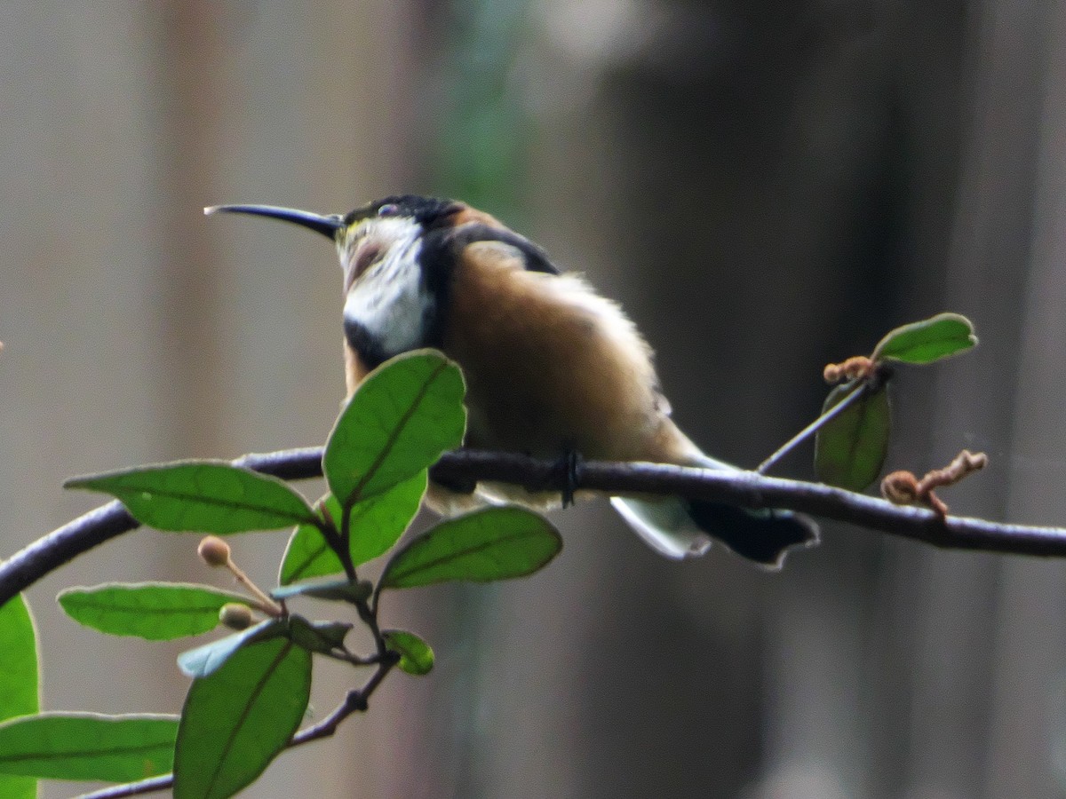 Eastern Spinebill - ML214107491