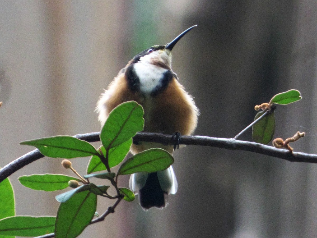 Eastern Spinebill - ML214107501