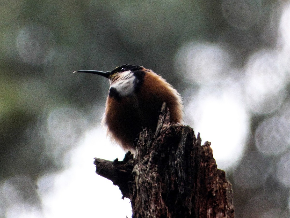 Eastern Spinebill - ML214107511