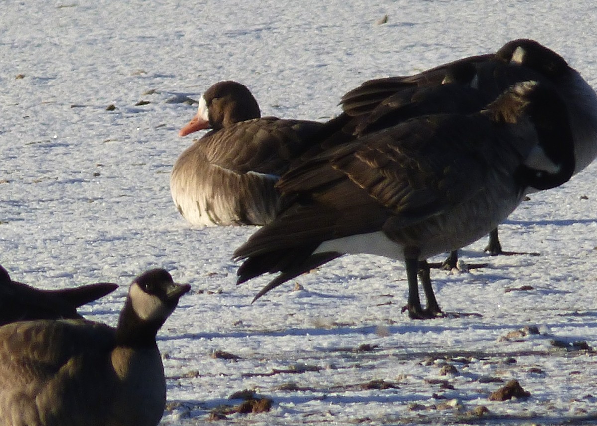 Greater White-fronted Goose - ML21410821
