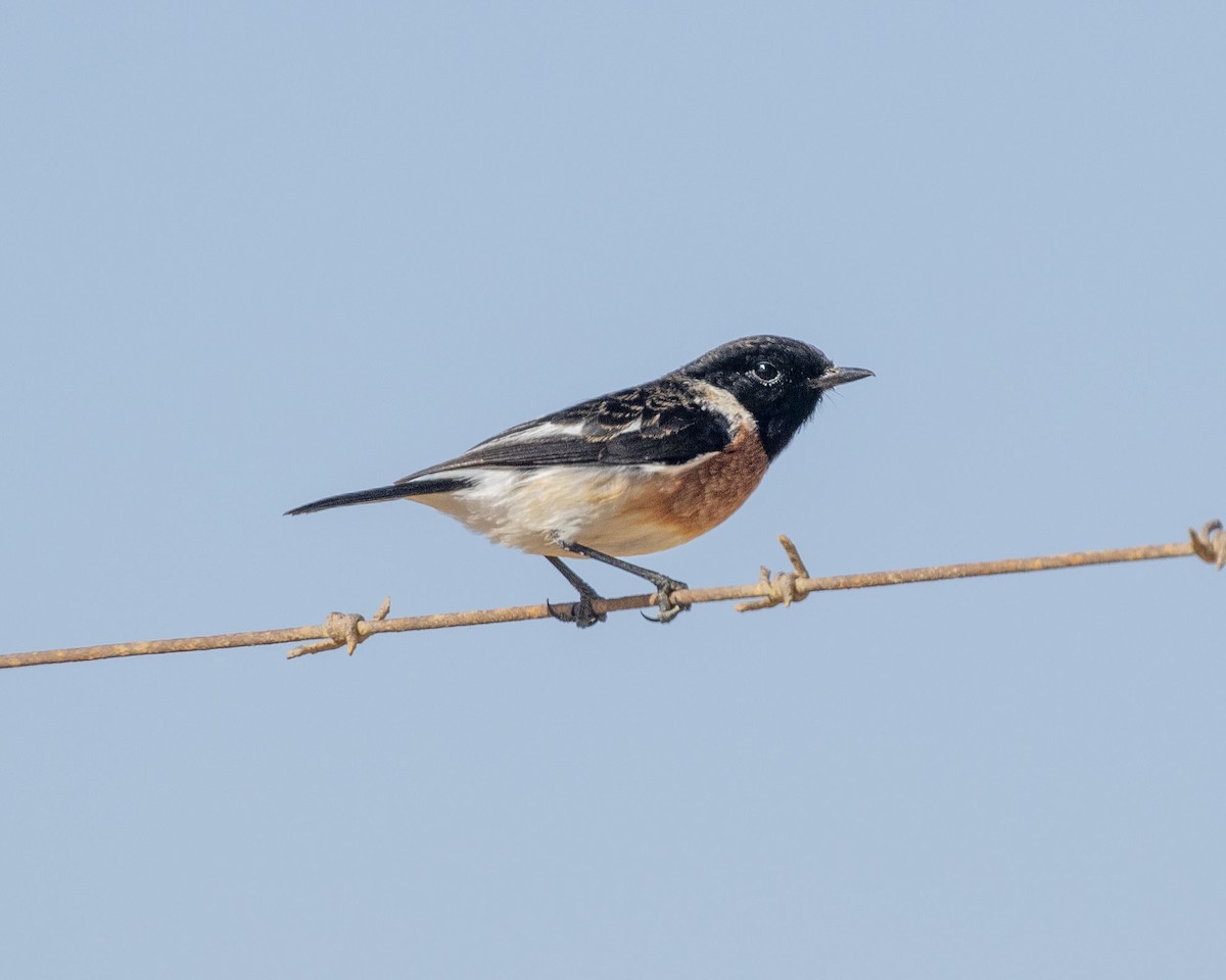 African Stonechat - ML214108341