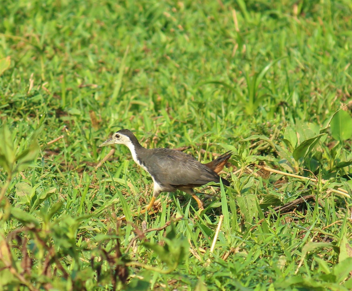 White-breasted Waterhen - ML214109421