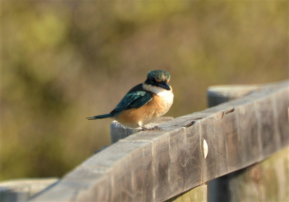 Sacred Kingfisher (Australasian) - ML214111181