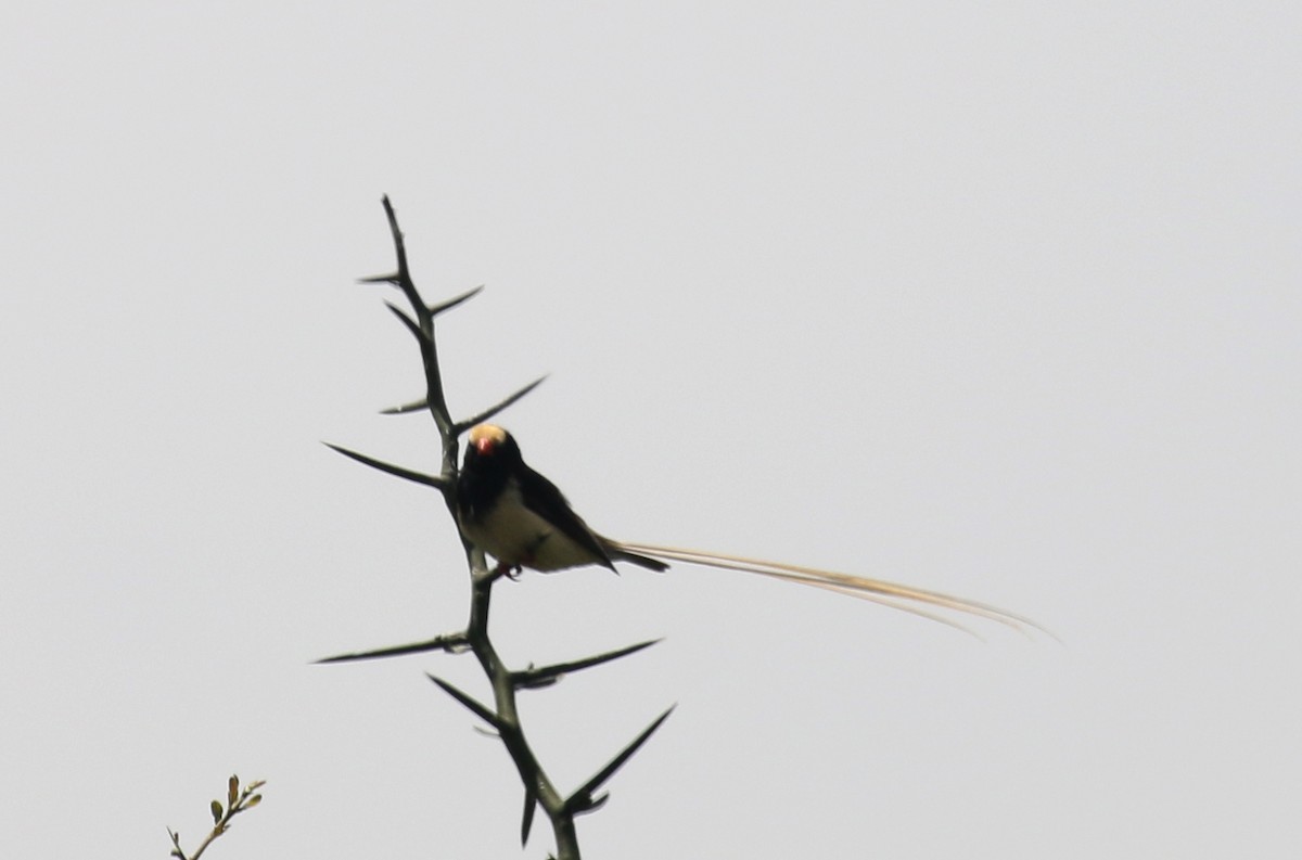 Straw-tailed Whydah - Simon Brown