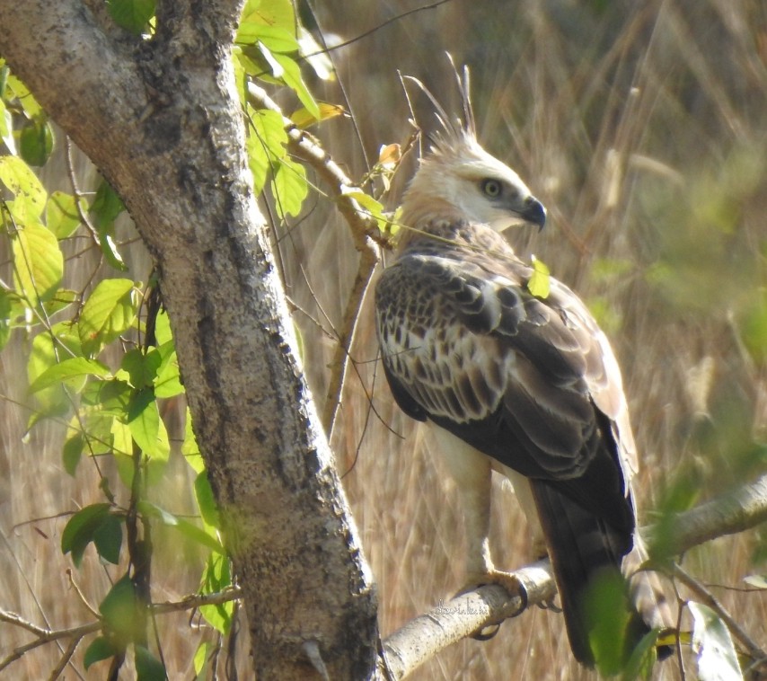 Changeable Hawk-Eagle (Crested) - ML214113431