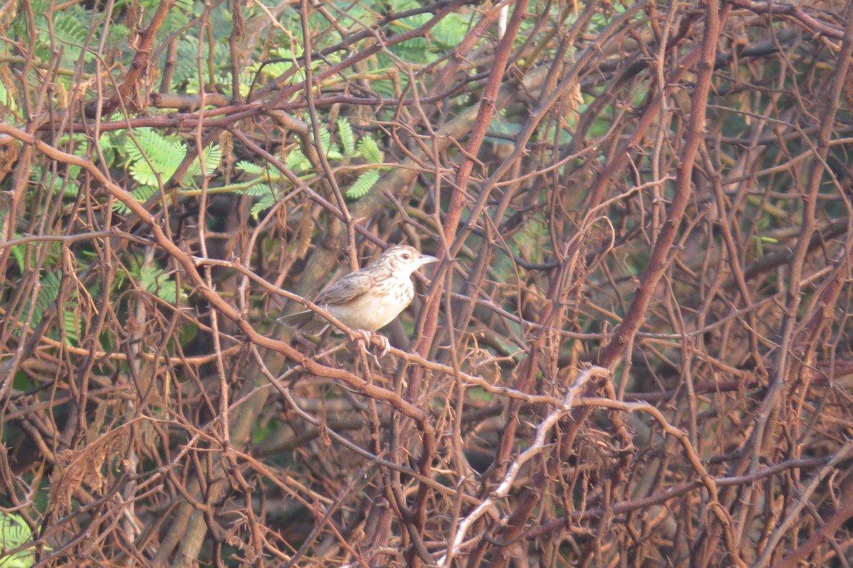 Jerdon's Bushlark - ML214114721