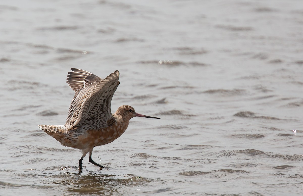 Bar-tailed Godwit - ML214116841