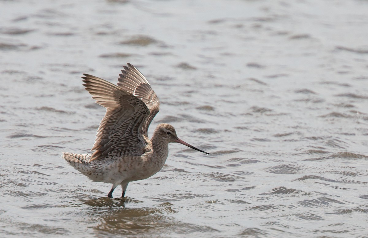 Bar-tailed Godwit - ML214116851
