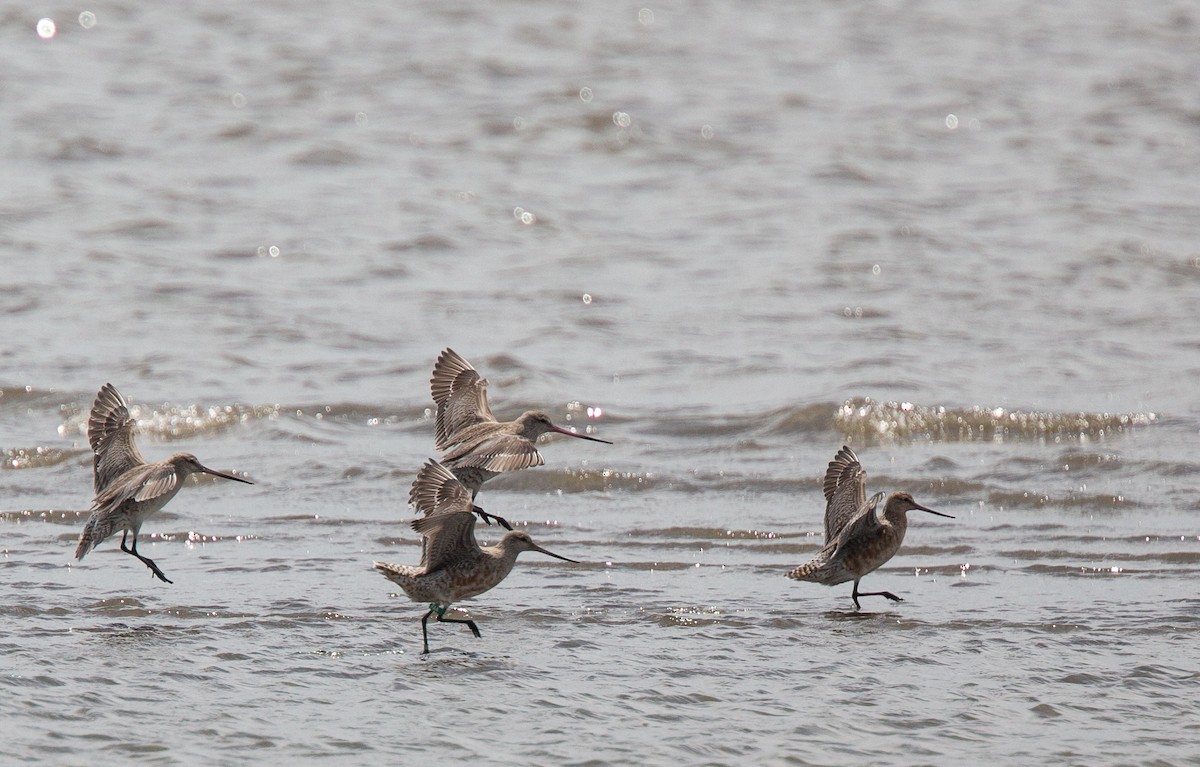 Bar-tailed Godwit - ML214116861