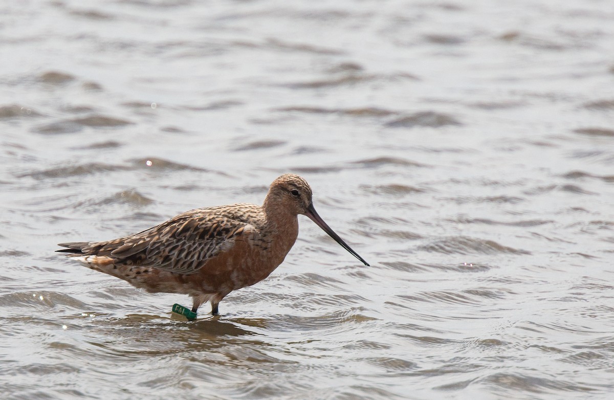 Bar-tailed Godwit - ML214116871