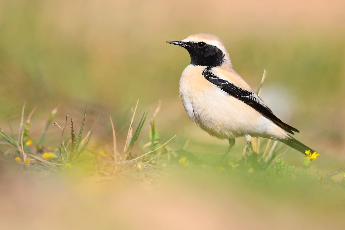 Desert Wheatear - ML214116981