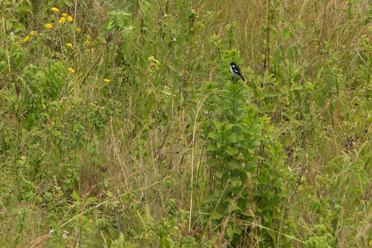 African Stonechat (African) - ML214117401