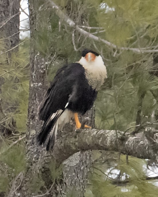 Crested Caracara (Northern) - ML214117441
