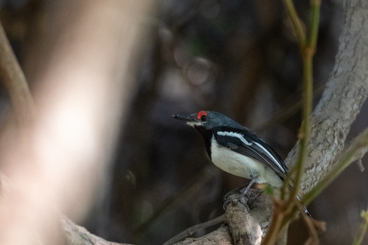 Brown-throated Wattle-eye - ML214118301