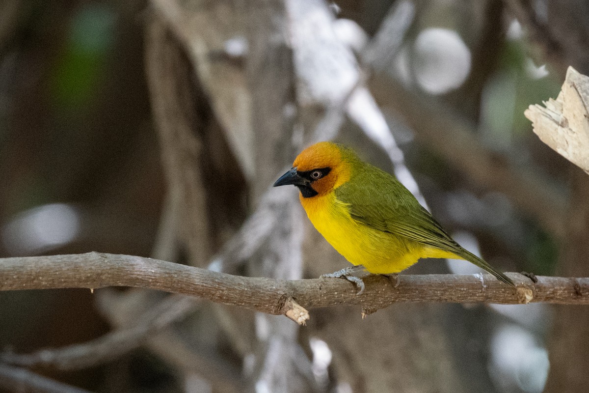 Olive-naped Weaver - ML214119121