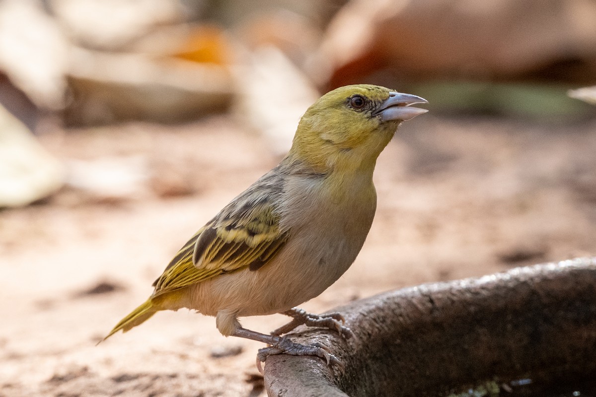 Little Weaver - Hans Norelius