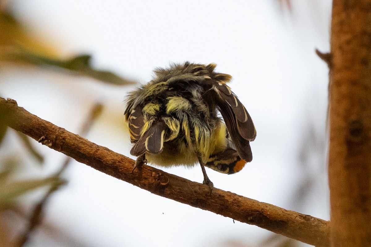 Yellow-fronted Tinkerbird - Hans Norelius