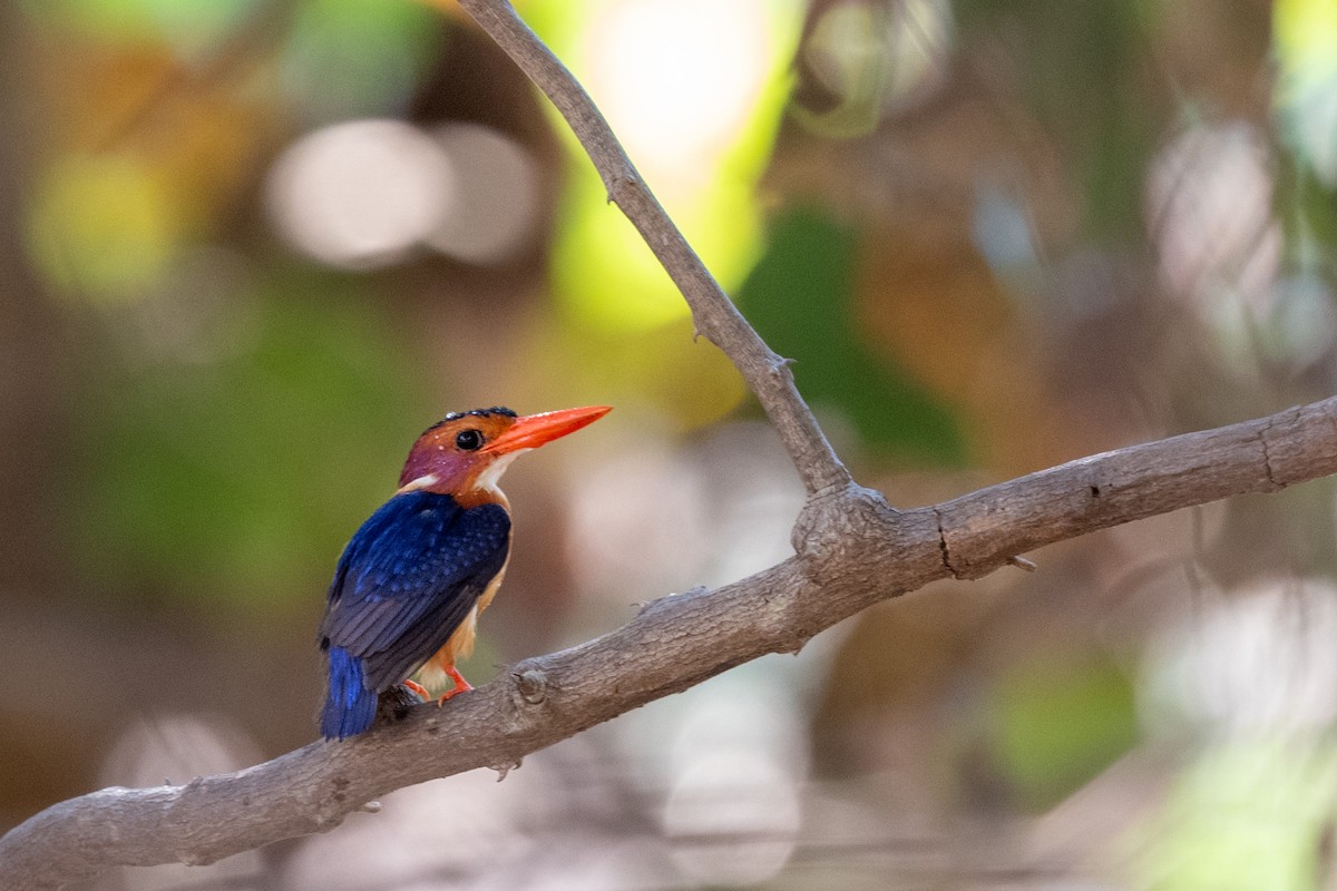 African Pygmy Kingfisher - Hans Norelius