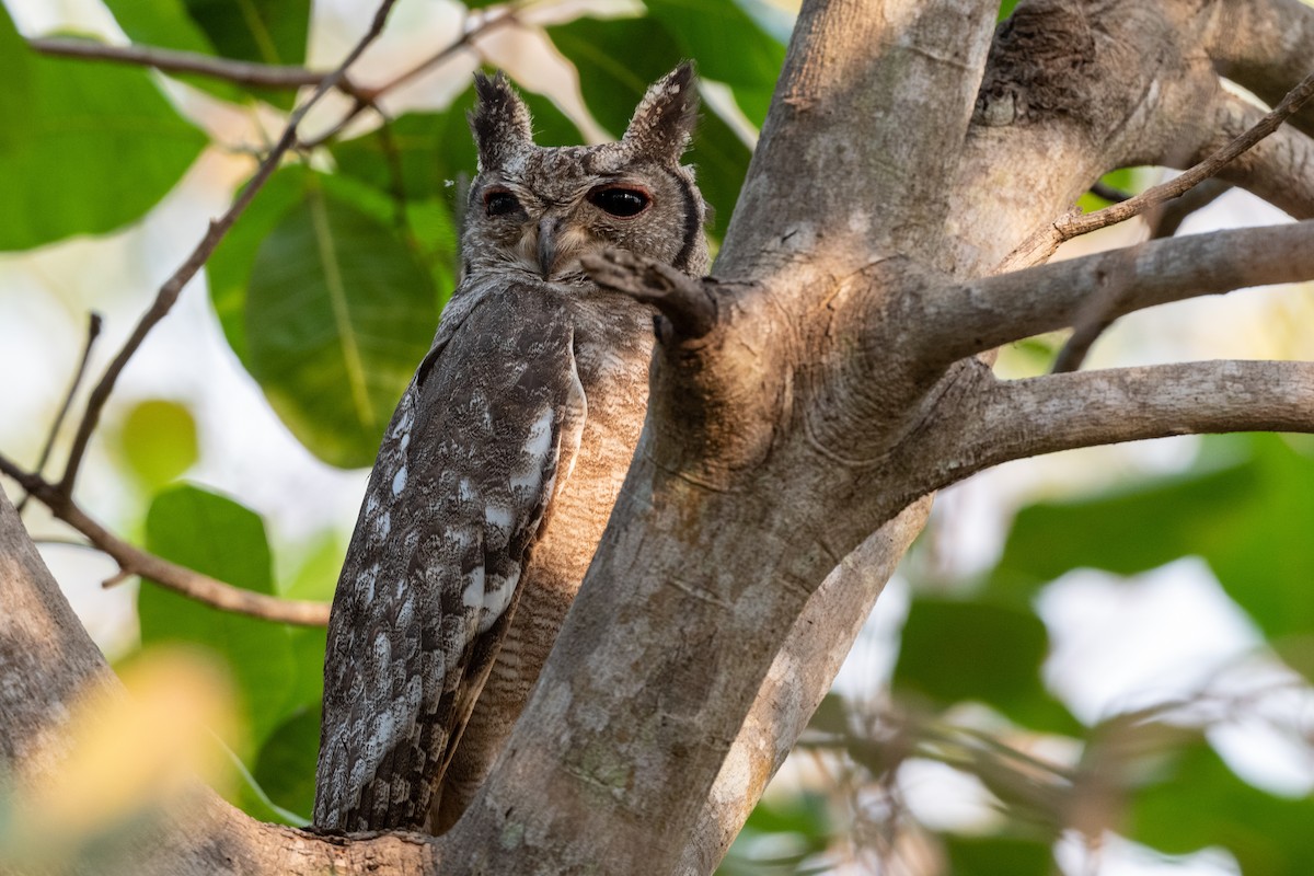 Grayish Eagle-Owl - Hans Norelius