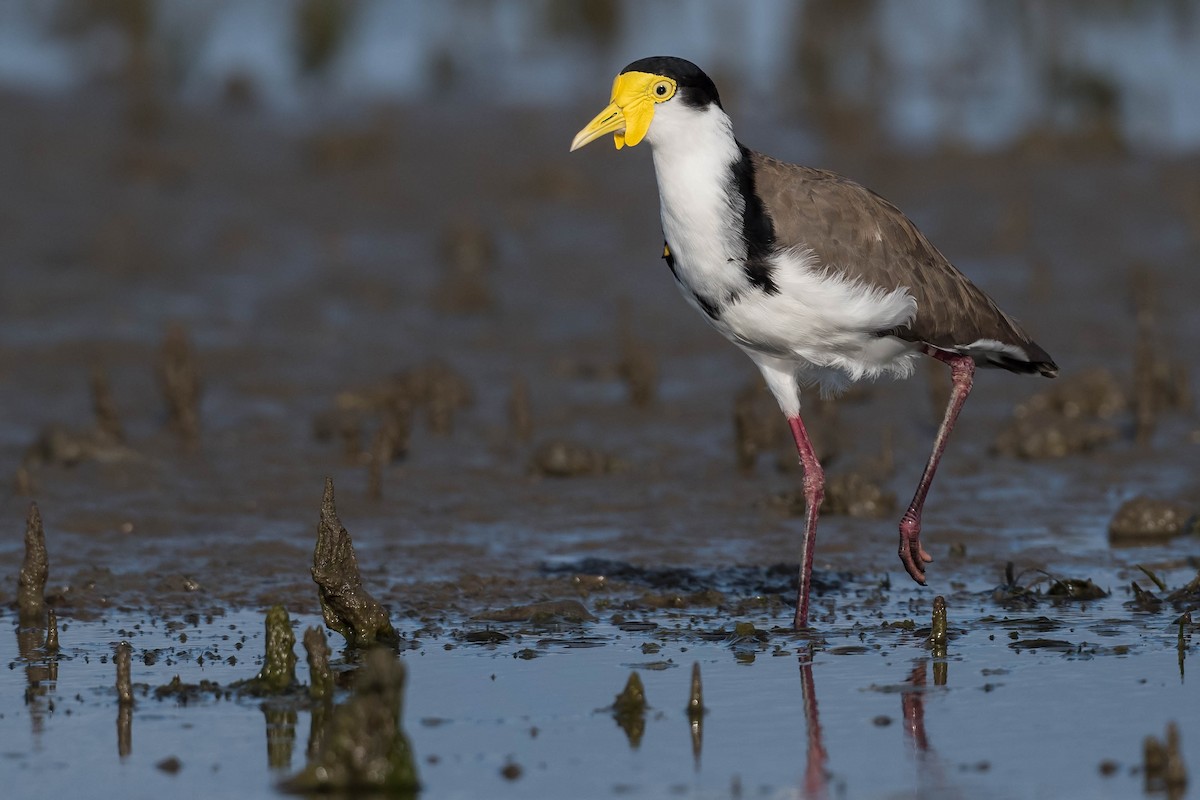 Masked Lapwing - ML214120621