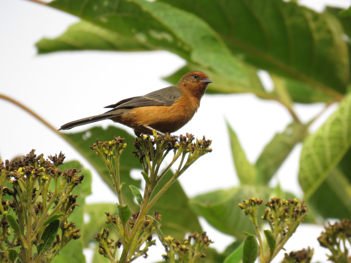 Rufous-browed Conebill - Jorge Puerta Mendoza