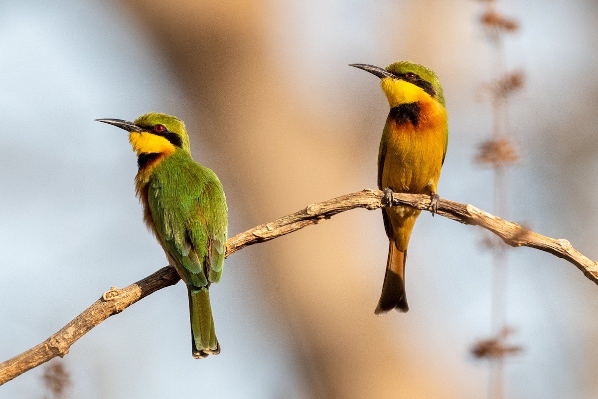 Little Bee-eater - ML214121461