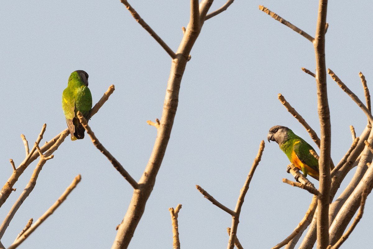 Senegal Parrot - ML214121691