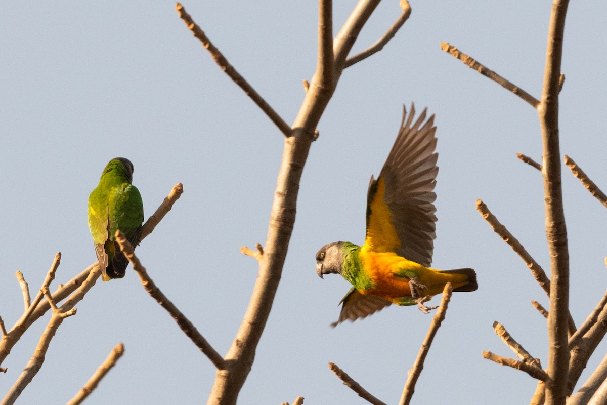 Senegal Parrot - ML214121701