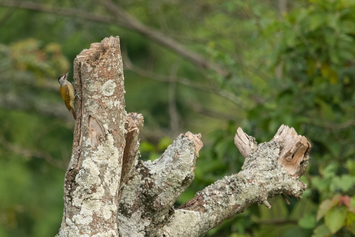 Speckle-breasted Woodpecker - ML214123041