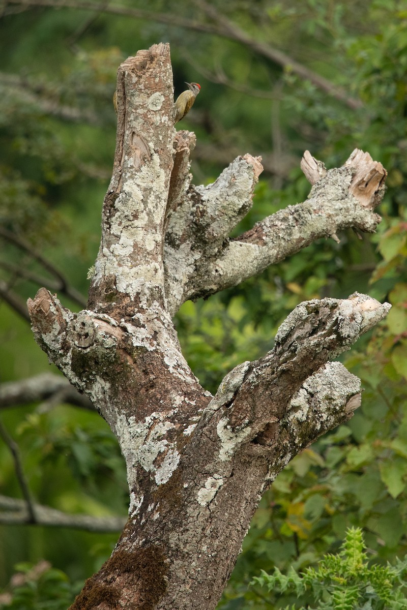 Speckle-breasted Woodpecker - ML214123111