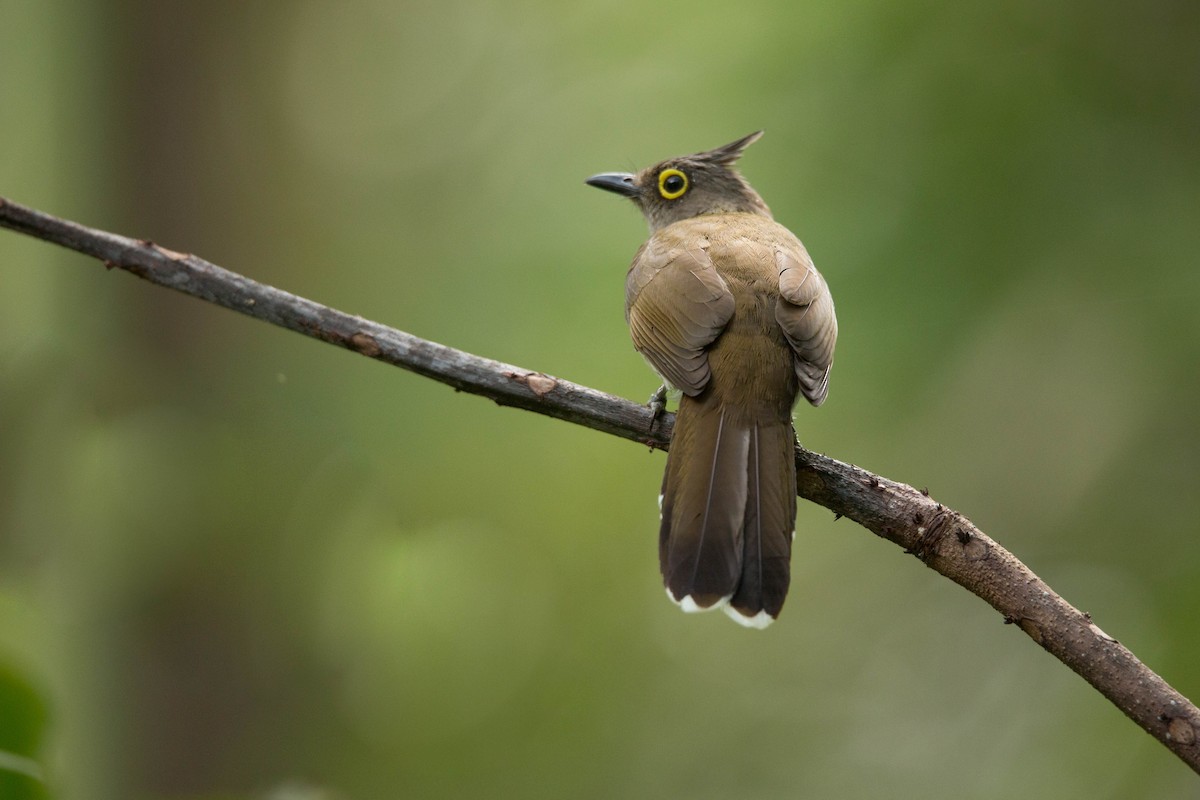 Yellow-wattled Bulbul - ML214123571