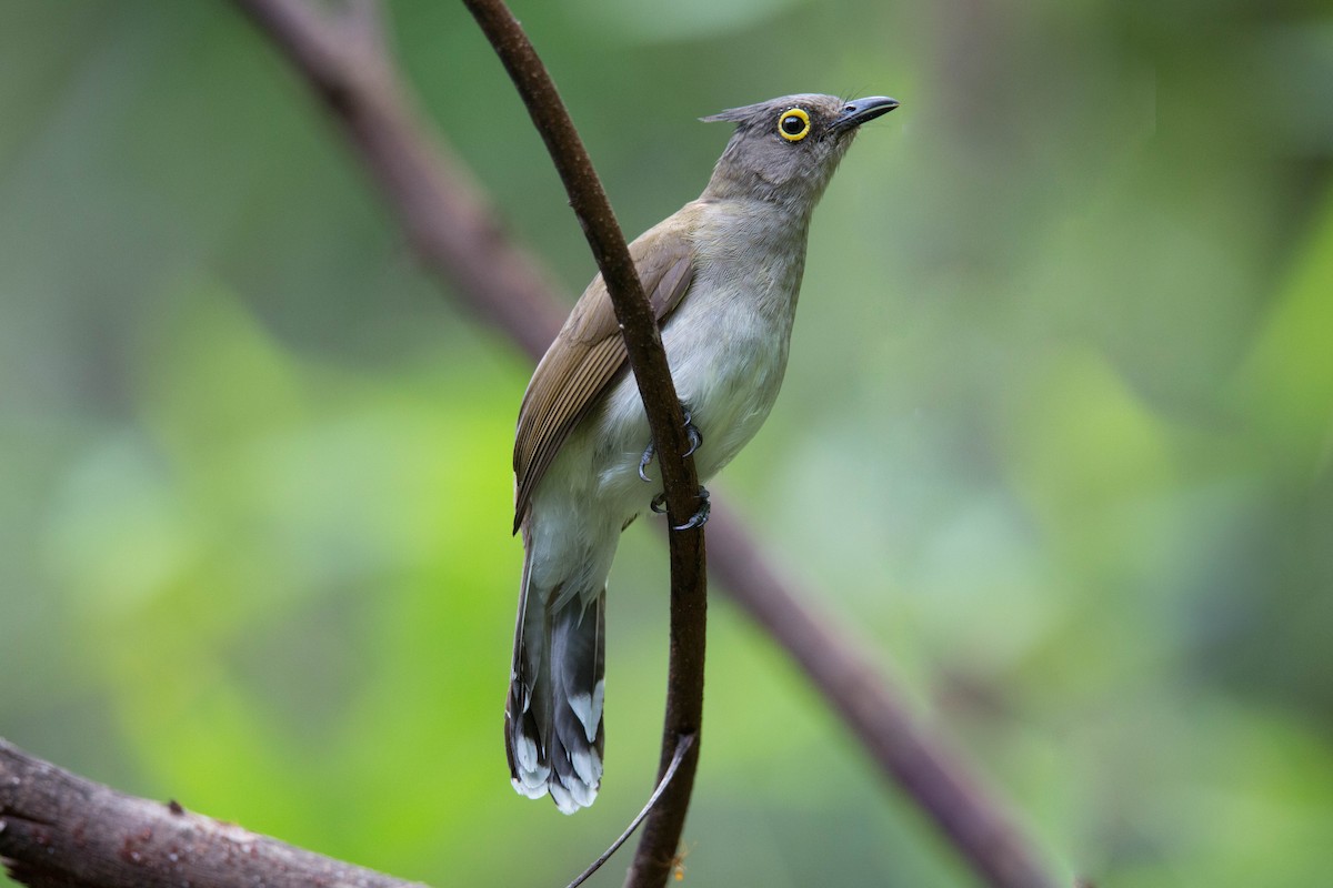 Yellow-wattled Bulbul - ML214123591