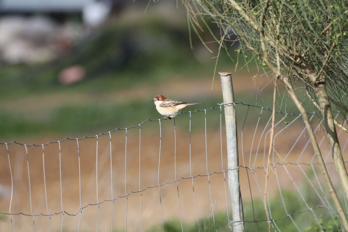 Woodchat Shrike - Jose Antonio Lama