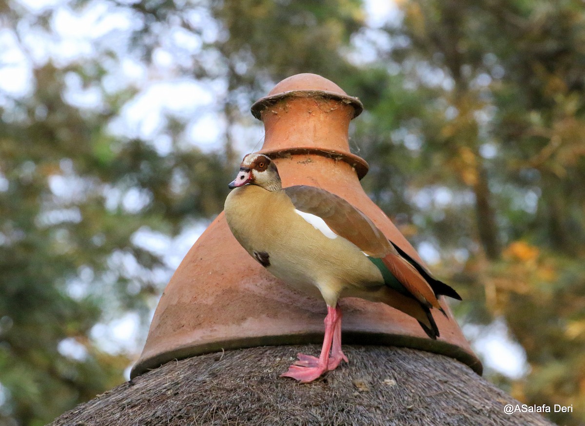 Egyptian Goose - ML214125191