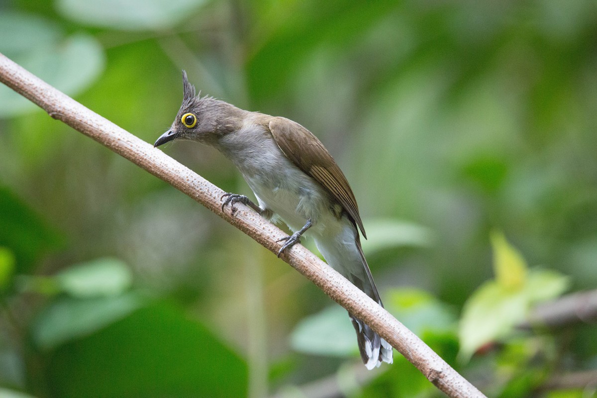 Yellow-wattled Bulbul - ML214125401