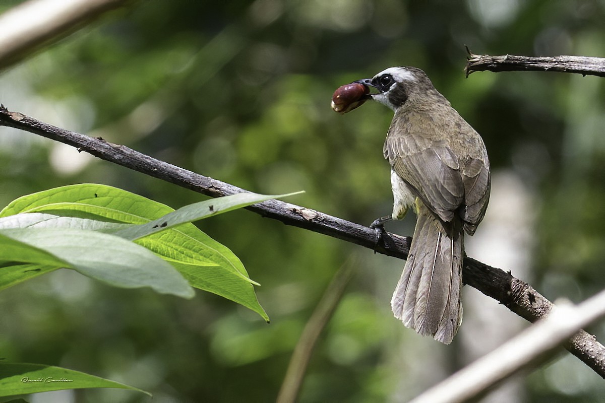 Yellow-vented Bulbul - ML214125431