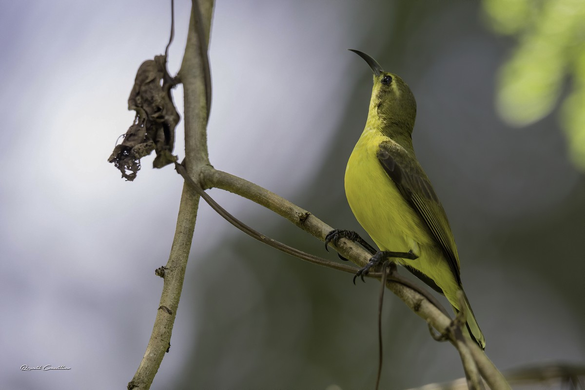 Garden Sunbird - Roneil Canillas