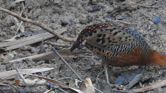 Ferruginous Partridge - ML214126491