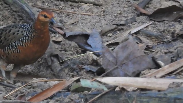 Ferruginous Partridge - ML214126531