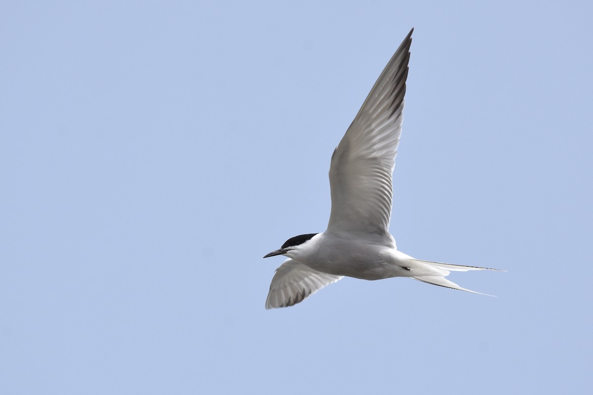 Common Tern (longipennis) - ML214126781