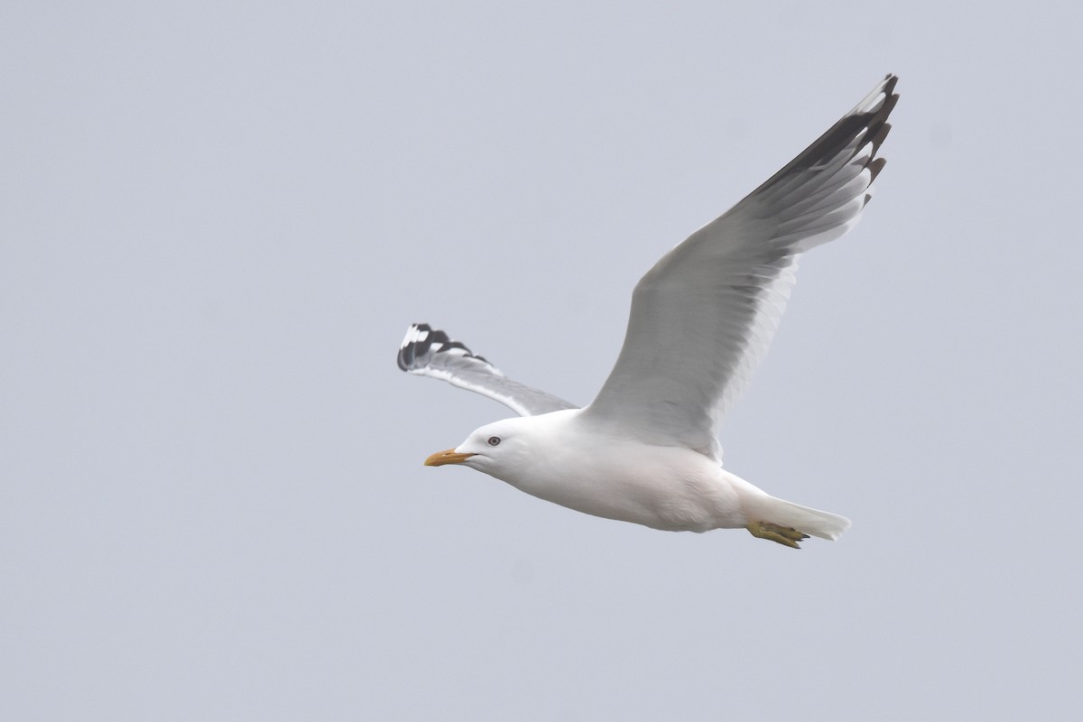 Common Gull (Kamchatka) - ML214126961