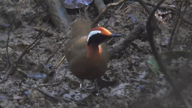 Malaysian Rail-babbler - ML214126971