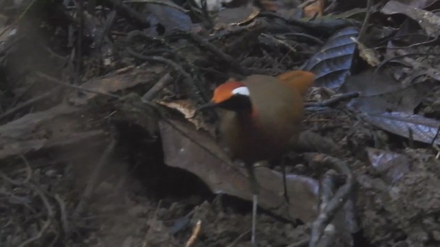 Malaysian Rail-babbler - ML214127001