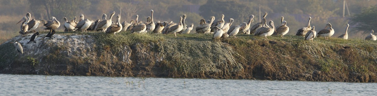 Spot-billed Pelican - ML214127721