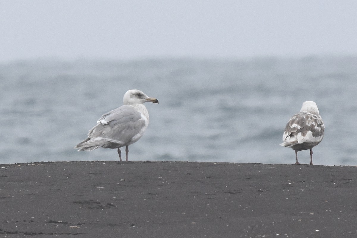 Glaucous-winged Gull - Malte Seehausen