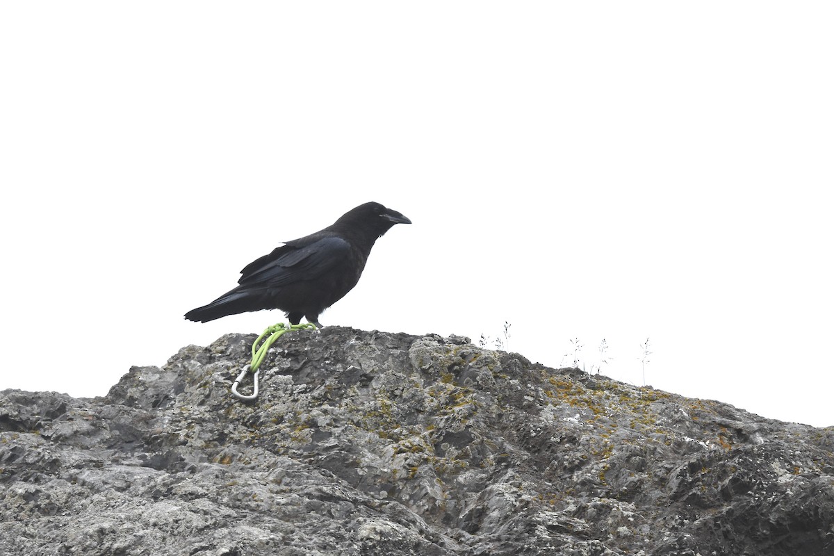Common Raven - Malte Seehausen