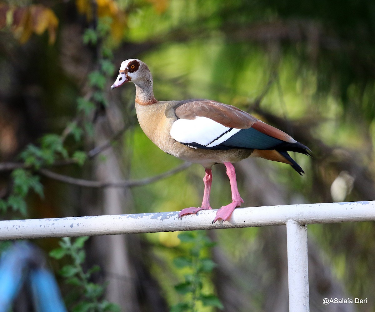 Egyptian Goose - ML214127891